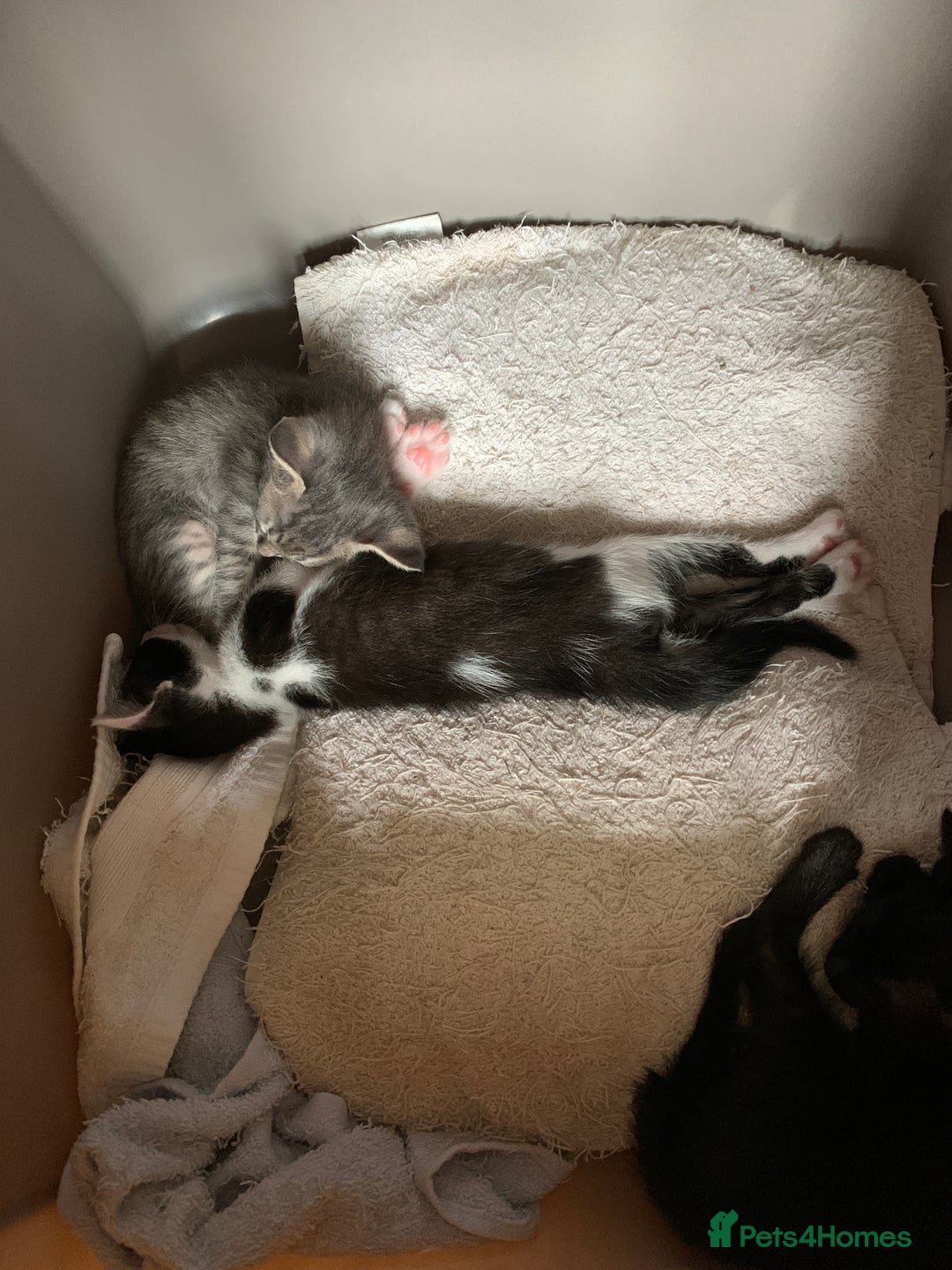 Siamese cats for sale: 3 half Siamese kittens  - Image 16