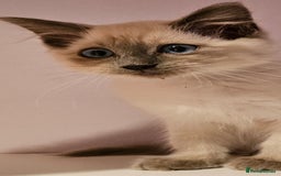 Ragdoll cats for sale: Loving half Ragdolls - Image 17
