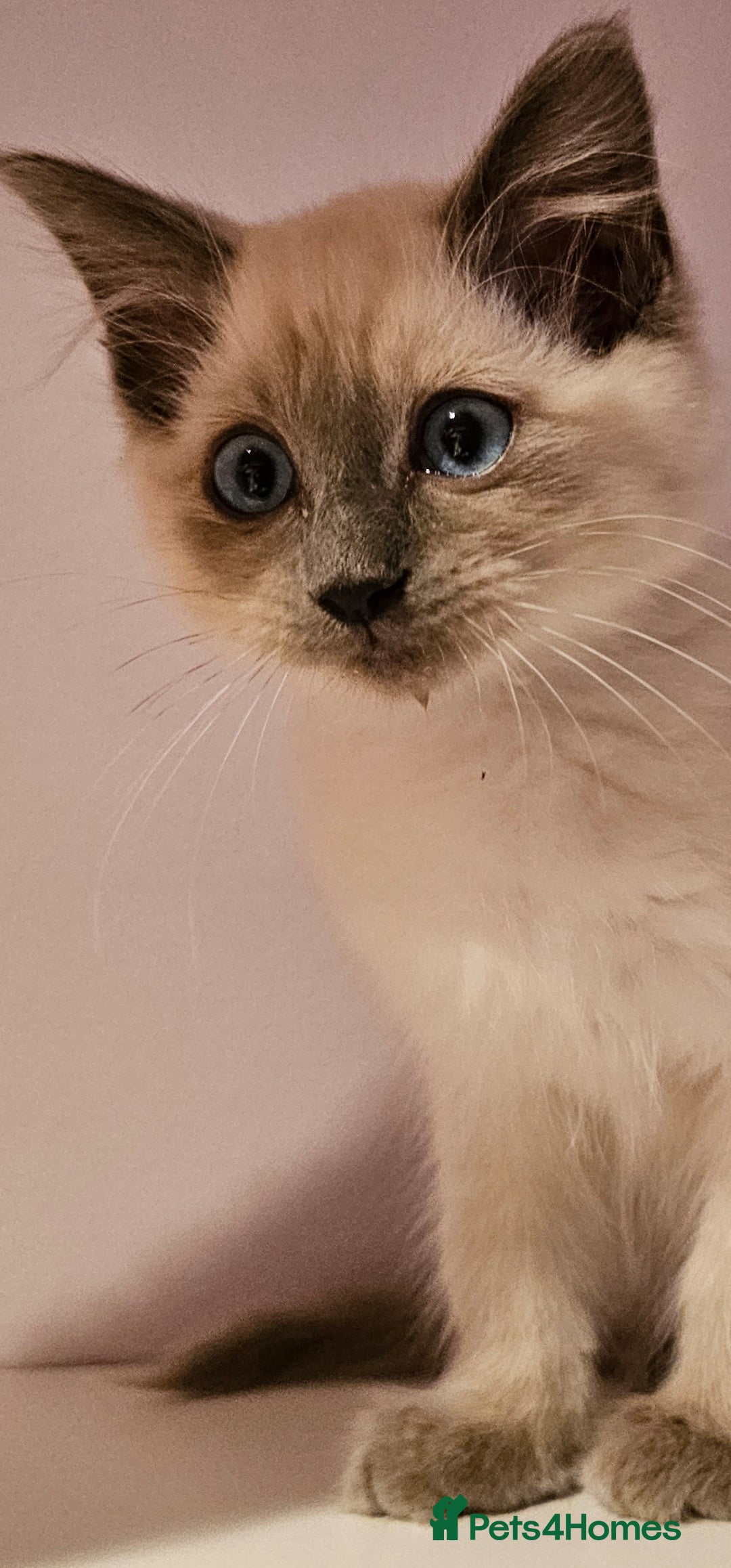 Ragdoll cats for sale: Loving half Ragdolls - Image 17