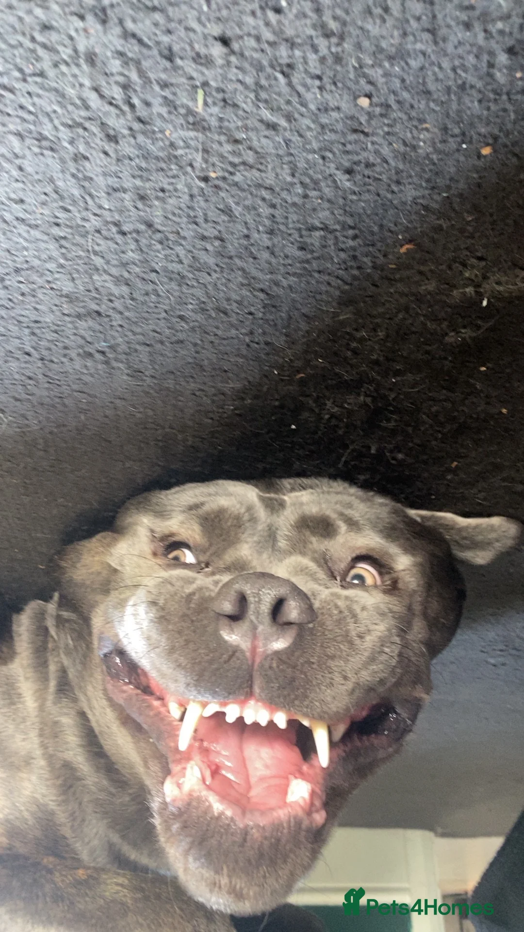 Cane Corso dogs for sale: 3 year old cane corso  - Advert 12