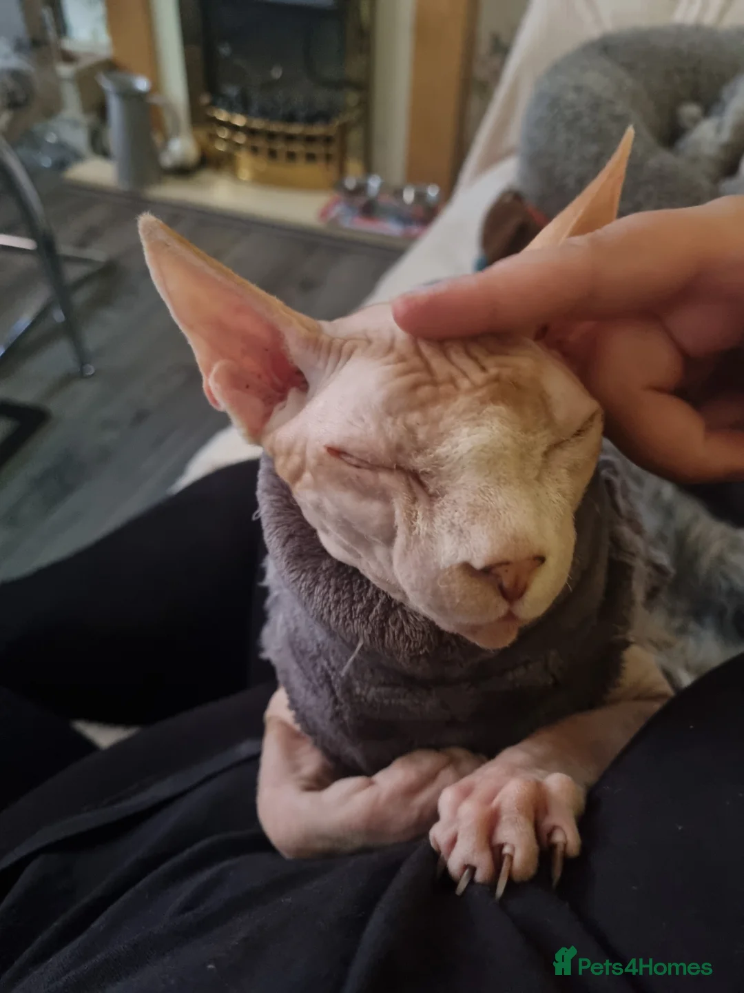 Sphynx cats for stud: Beautiful strong sphynx boy in Dewsbury - Advert 11