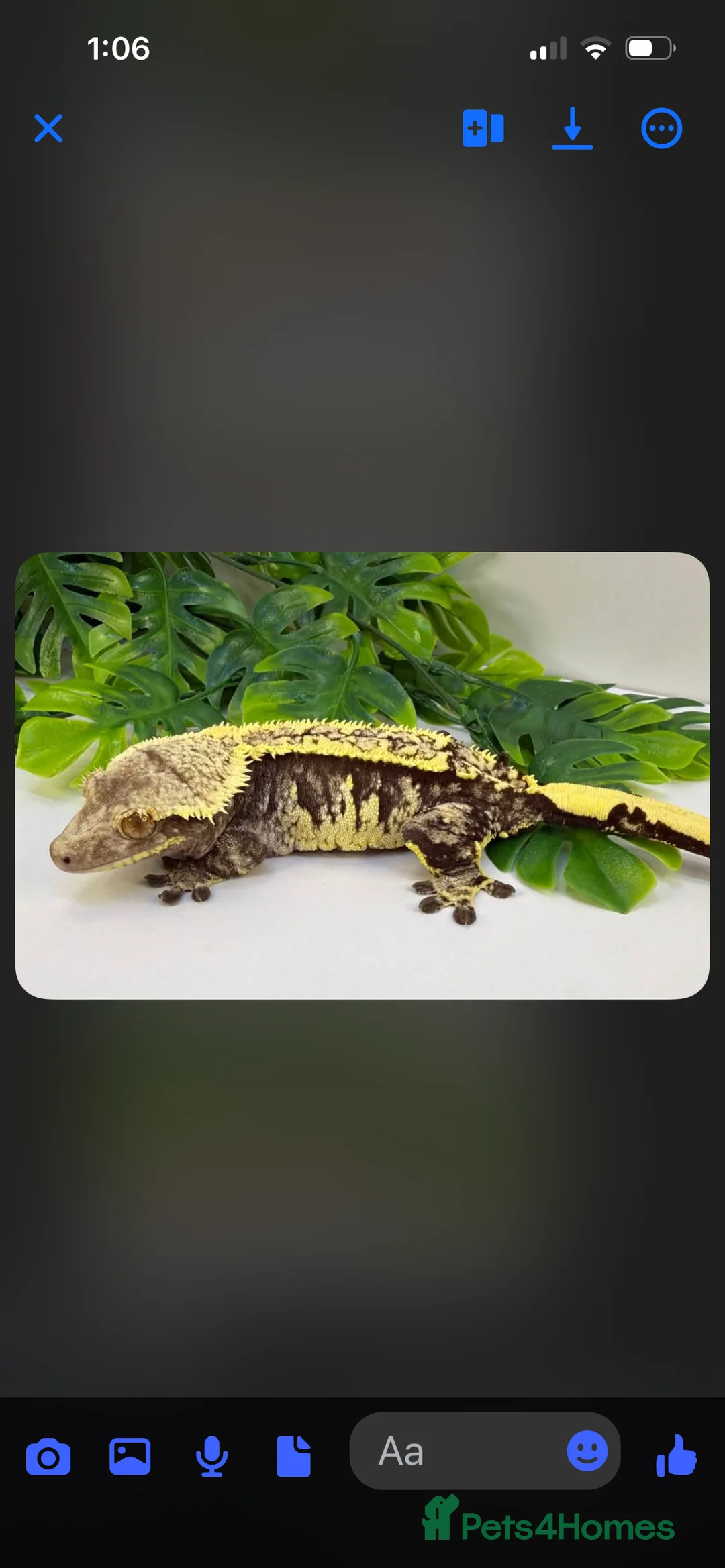 Gecko reptiles for sale: 3x crested geckos and terrariums in Hayling Island - Advert 7