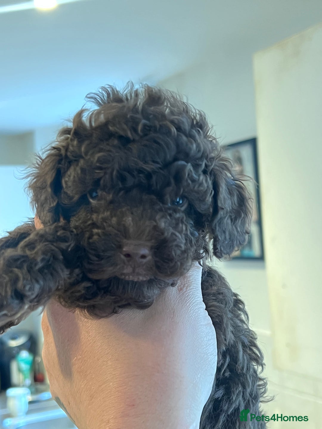 Shihpoo dogs for sale: Imperial toy Shihpoos  - Image 3
