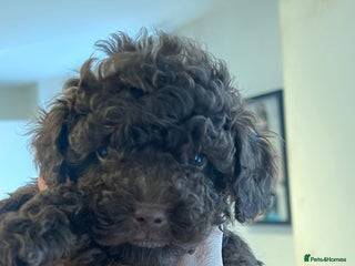 Shihpoo dogs - Advert 8