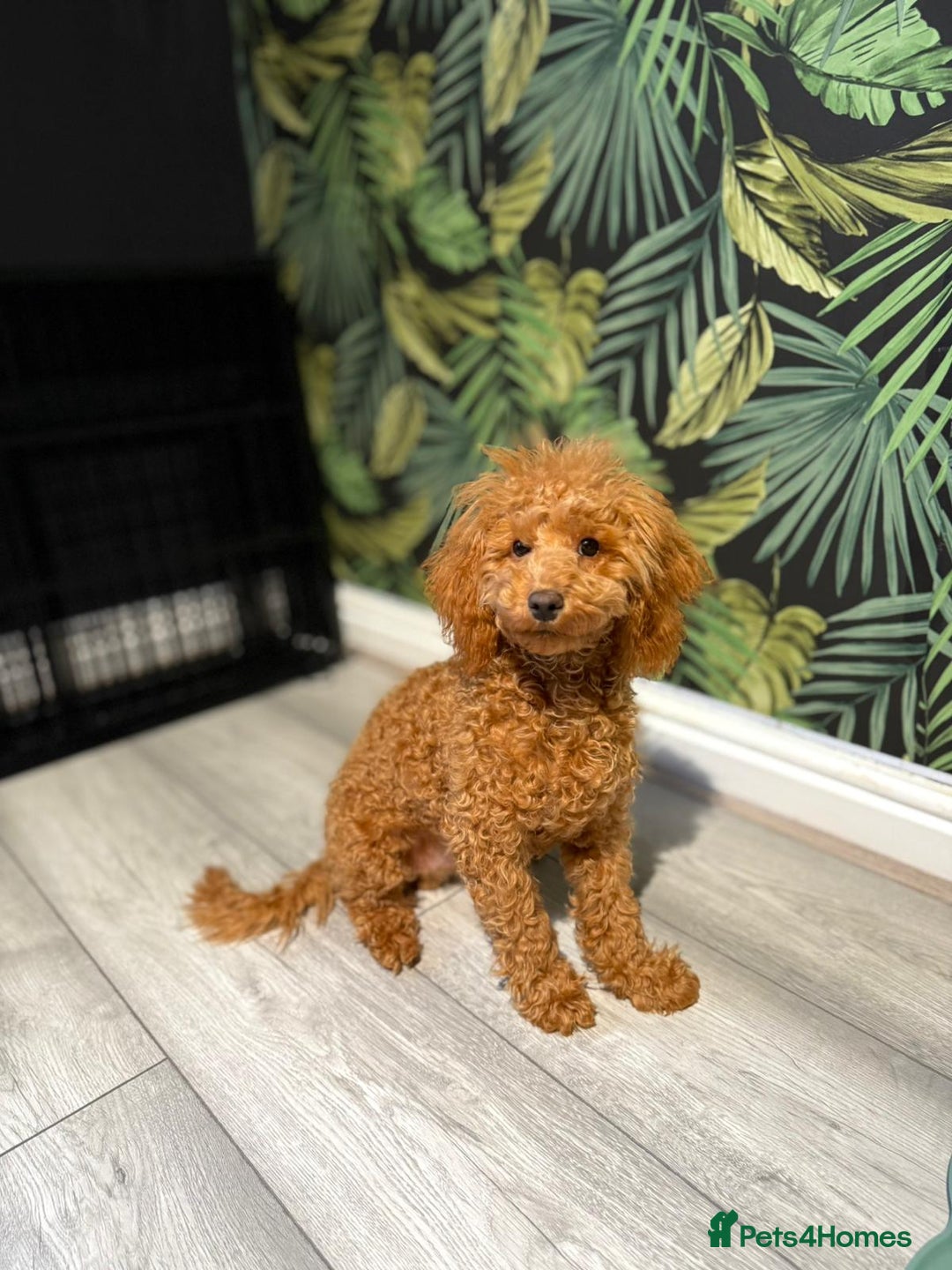 Toy Poodle dogs for sale: 6 month old toy poddle  - Advert 3