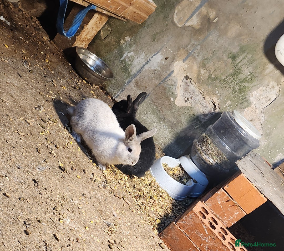 Mixed Breed rabbits for sale: Adorable Mixed Breed Baby Rabbits - Born October  - Advert 10