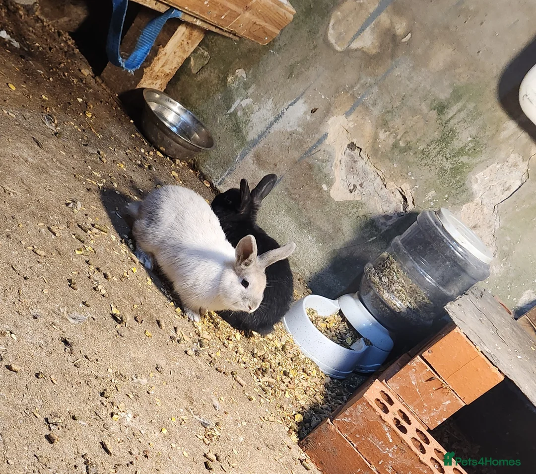 Mixed Breed rabbits for sale: Adorable Mixed Breed Baby Rabbits - Born October  - Advert 10
