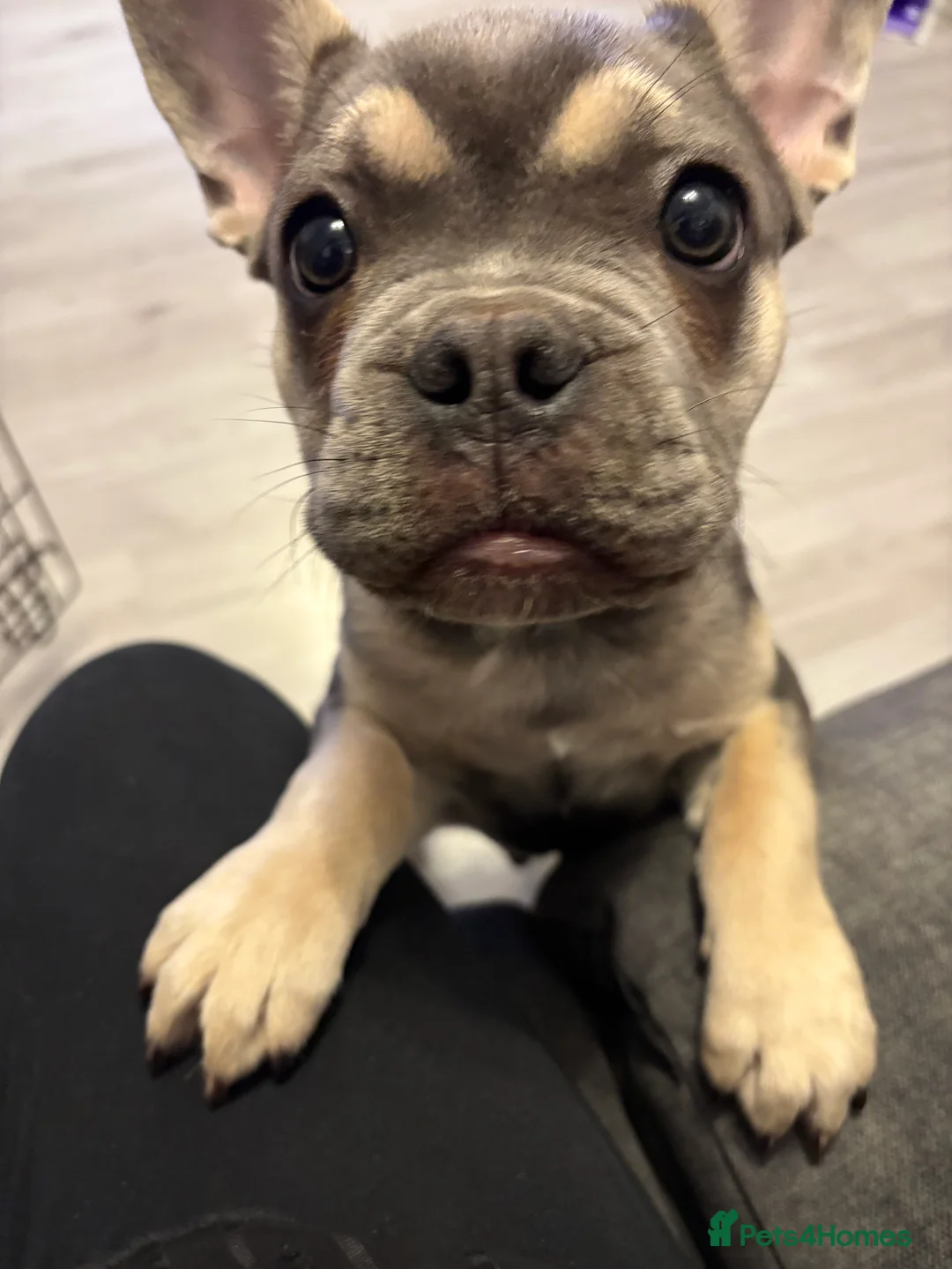 French Bulldog dogs for sale: French bulldog male  in Yeovil - Advert 1