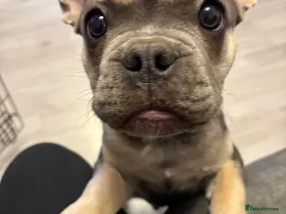 French Bulldog dogs French bulldog male in Yeovil - Advert 2