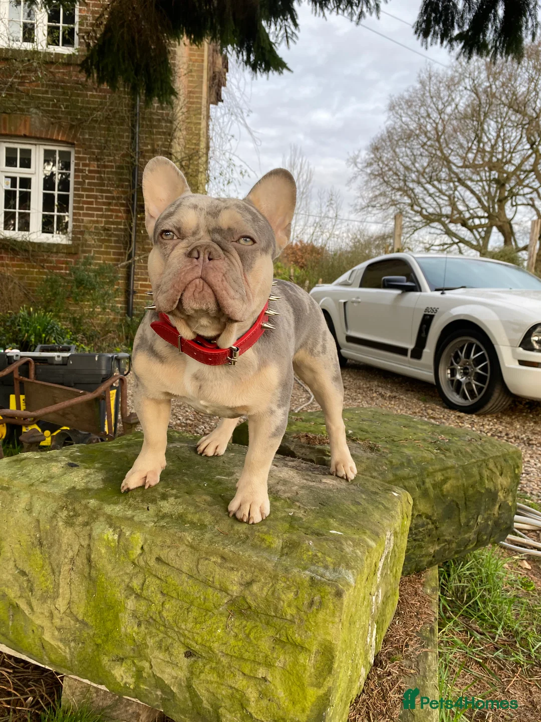 French Bulldog dogs for stud: South African Harry - Advert 7