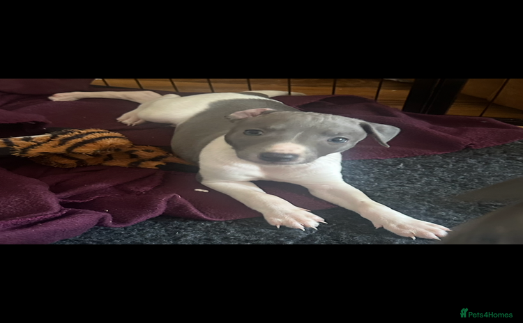 Mixed Breed dogs - Advert 2