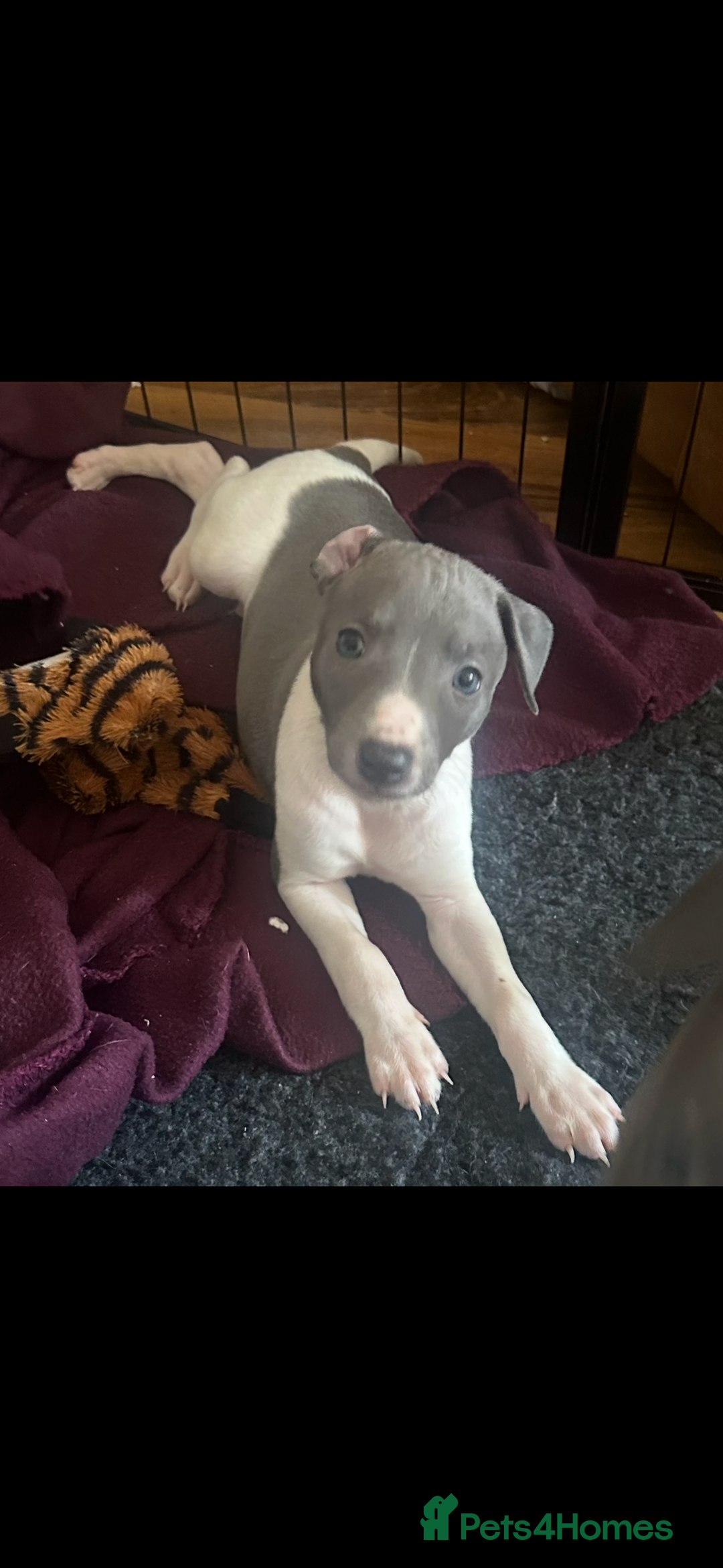 Mixed Breed dogs for sale: Whippet x Italian greyhound pups! READY NOW! - Image 2
