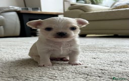 Chihuahua dogs for sale: Cream and white Longcoat KC reg reg boy  - Image 1