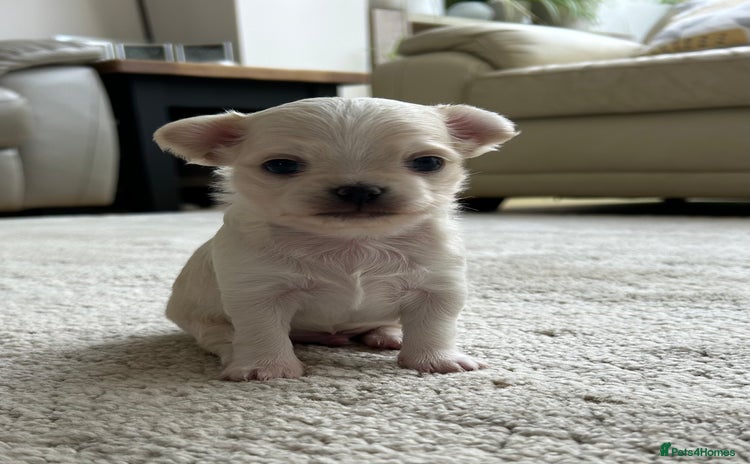 Chihuahua dogs - Advert 2