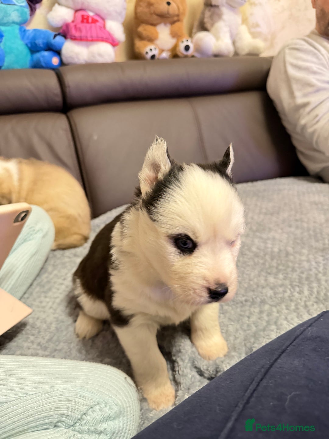 Siberian Husky dogs for sale: Adorable Siberian Husky puppies born December 14th - Advert 11