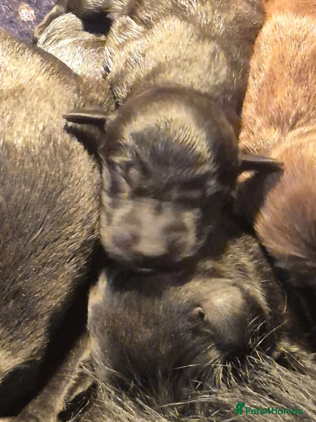 Flat coated Retriever dogs for sale: Wonderful litter - Advert 2