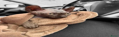 Sphynx 1