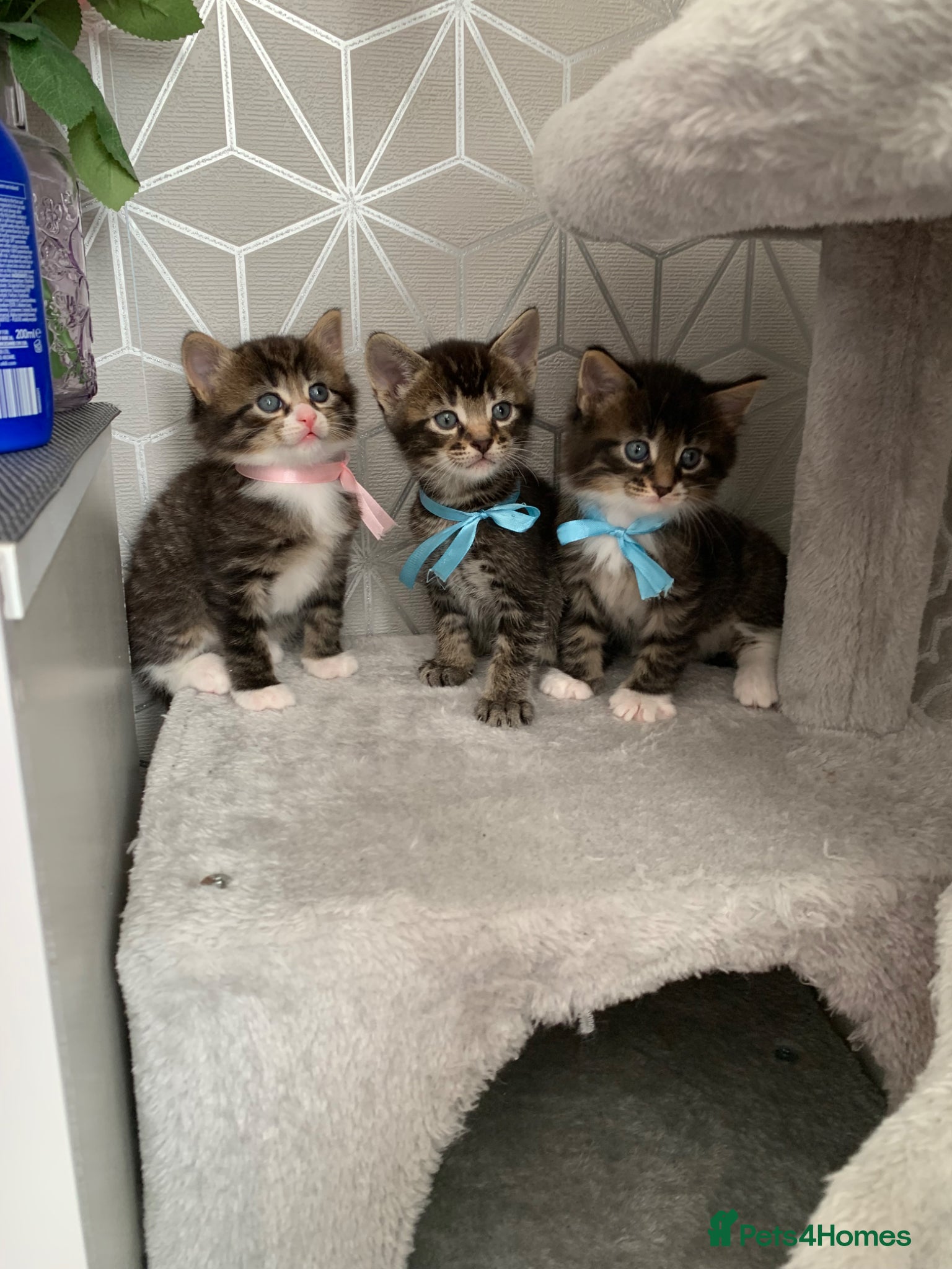 Mixed Breed cats for sale: Beautiful kittens looking for loving home. - Advert 1