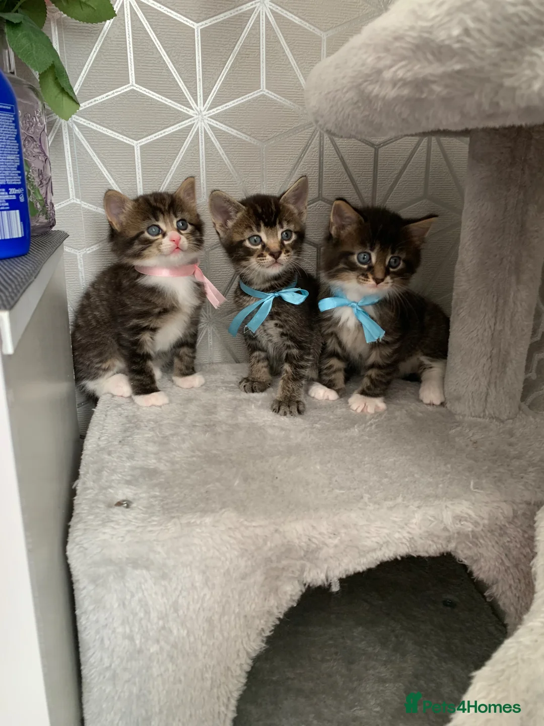 Mixed Breed cats for sale: Beautiful kittens looking for loving home. - Advert 1