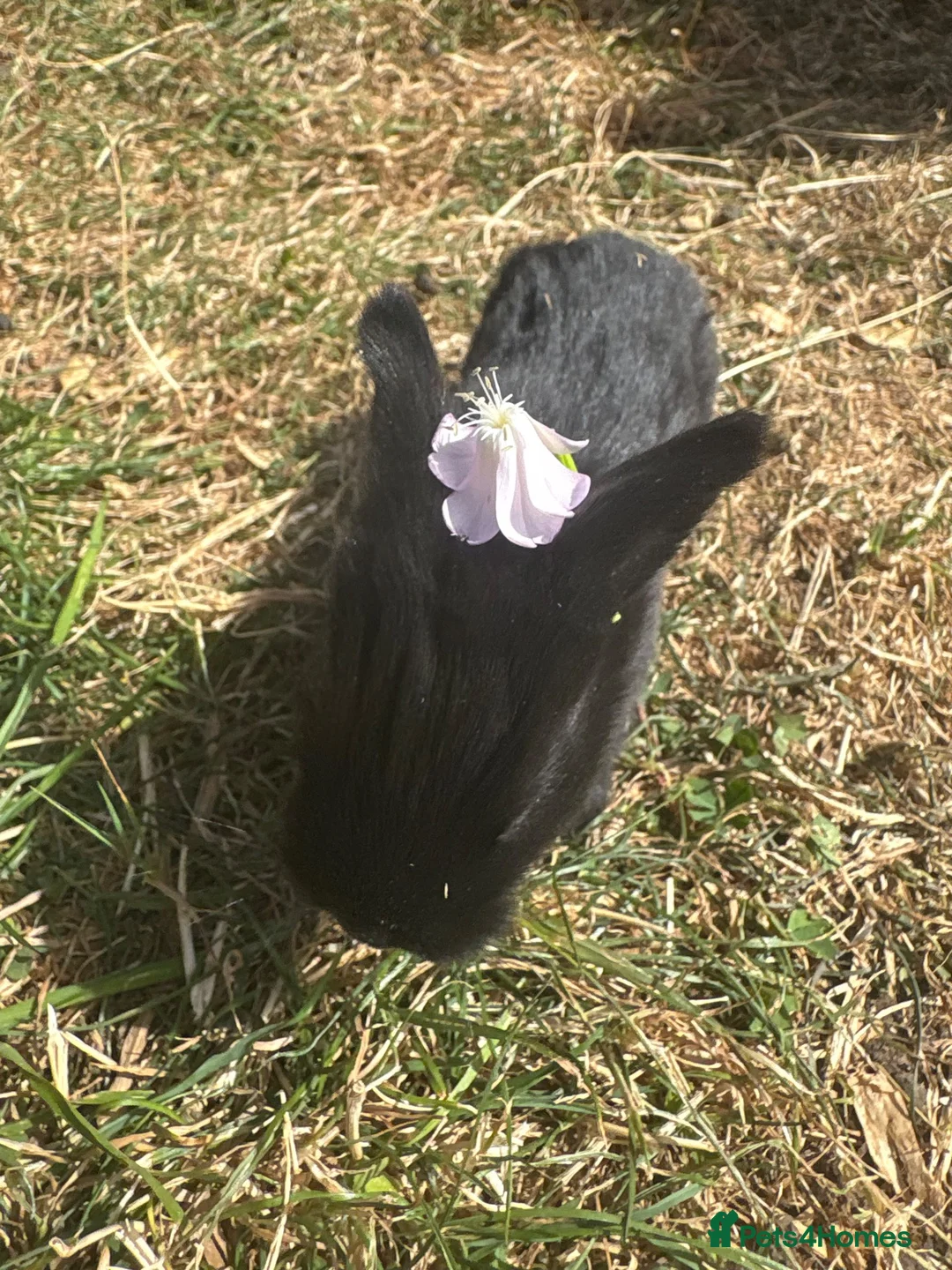 Mixed Breed rabbits for sale: Dwarf Rabbits, beautiful colours  - Advert 1