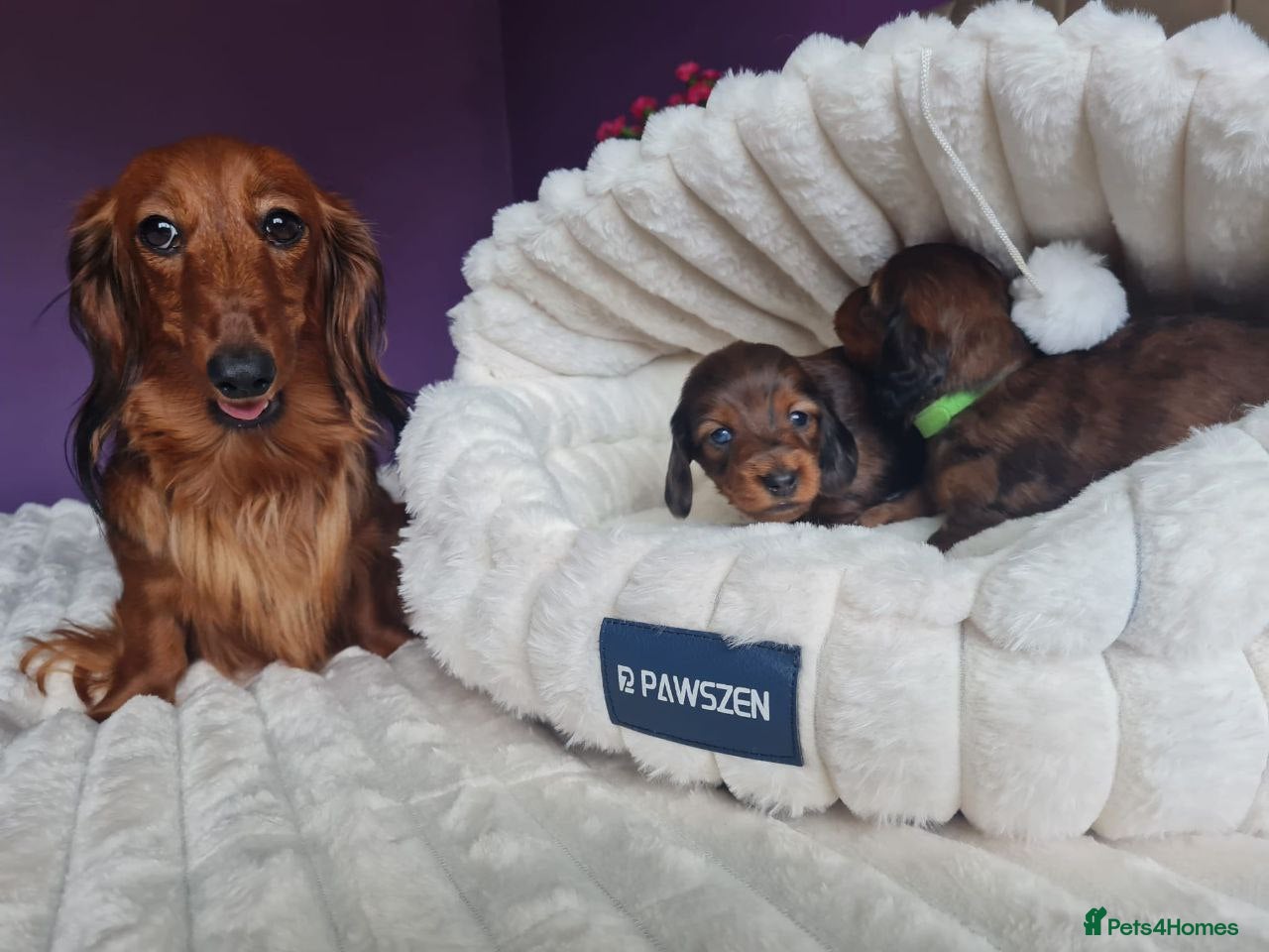 Miniature Dachshund dogs Beautiful long haired Miniature Dachshund puppies in Croydon - Advert 1