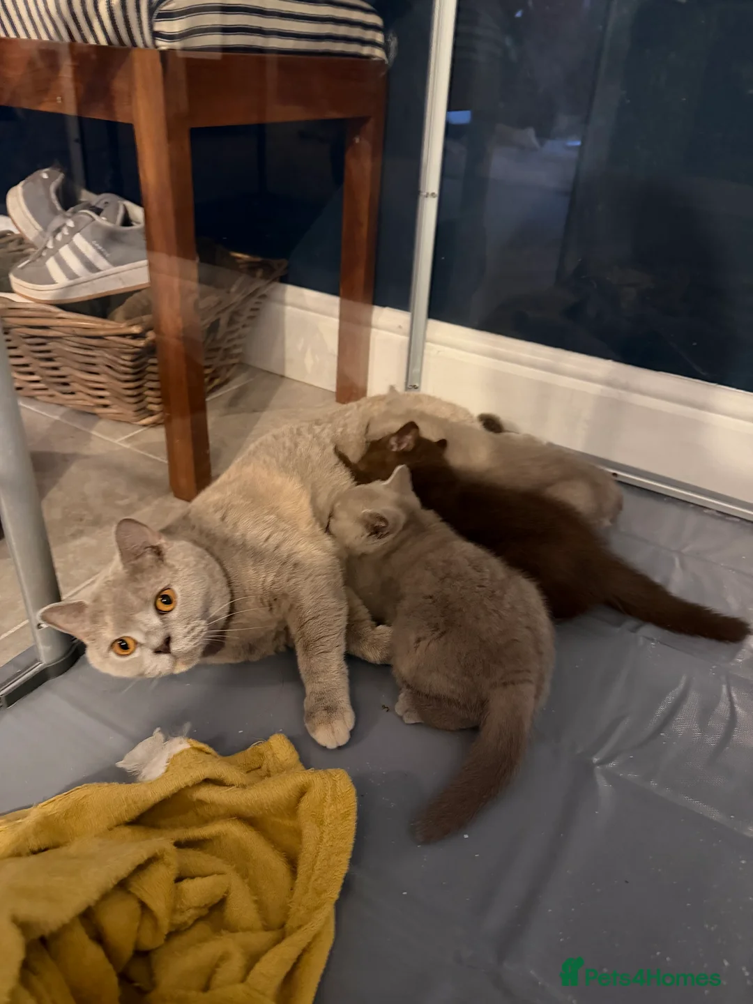 British Shorthair cats for sale: British shorthair females ready to leave soon GCCF - Advert 1