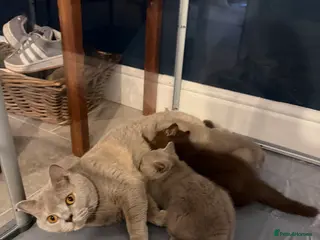 British Shorthair cats British shorthair females ready to leave soon GCCF - Advert 2