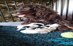 Cockapoo dogs for sale: Bouncy black & white Cockapoo - Image 19