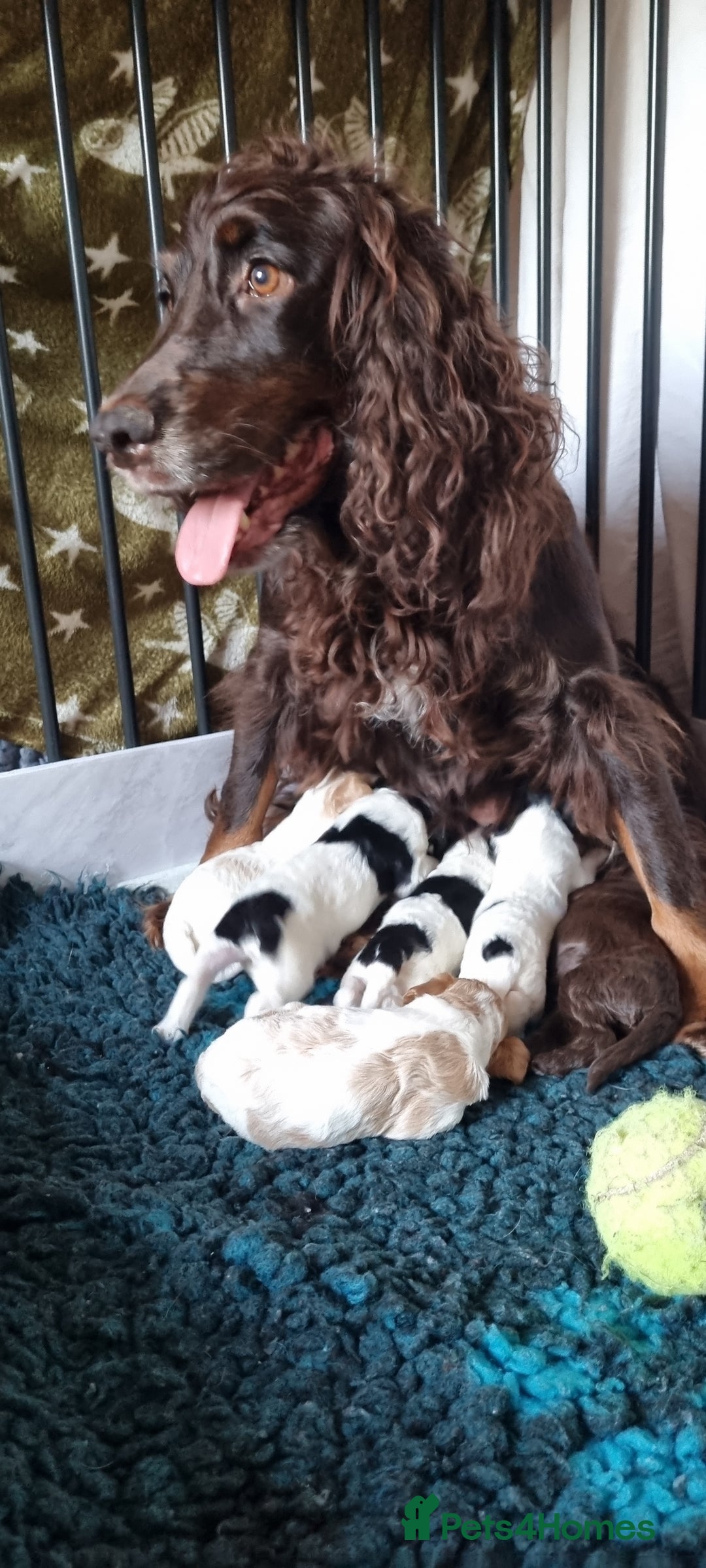 Cockapoo dogs for sale: Bouncy black & white Cockapoo - Image 19