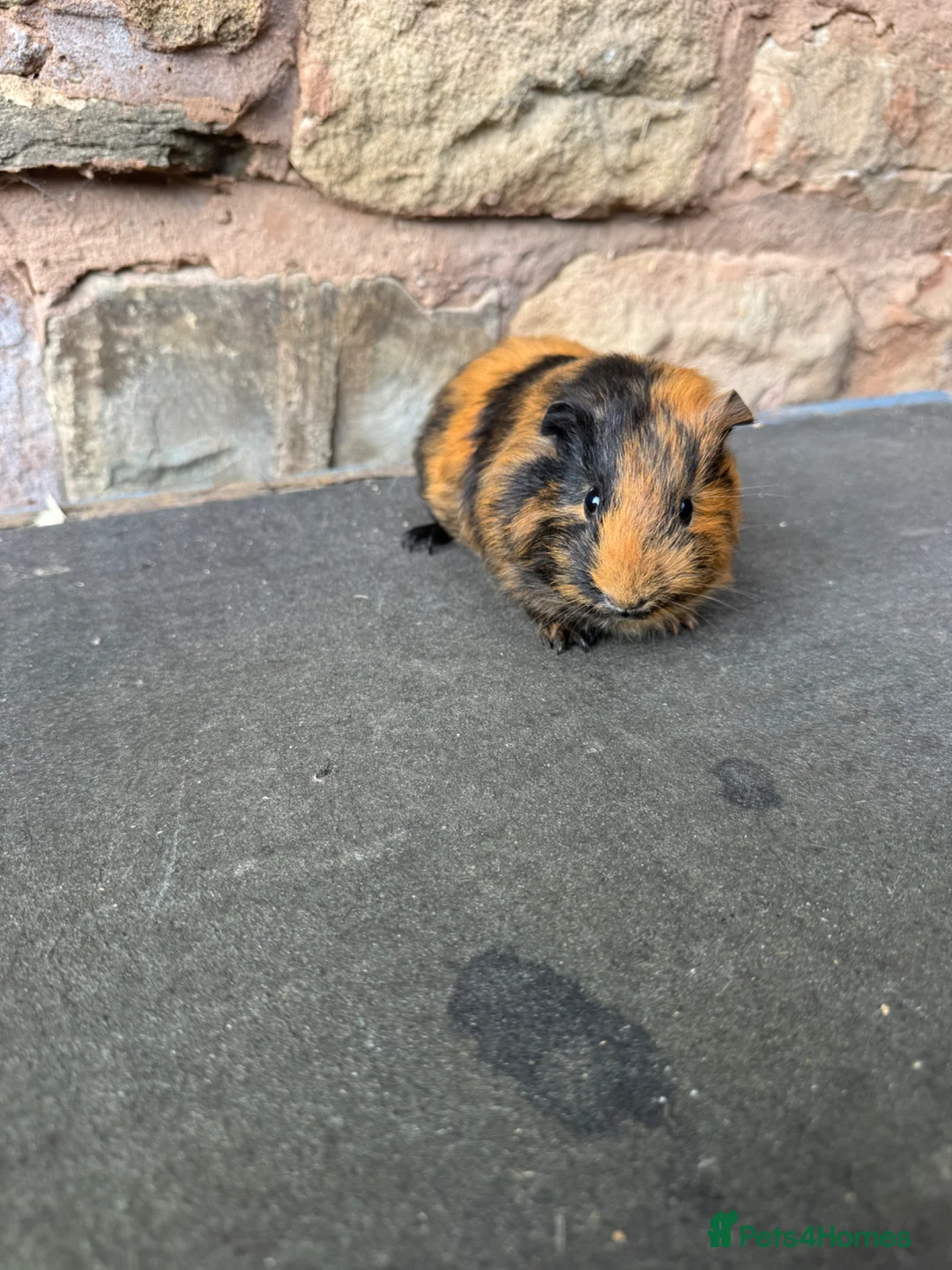 Guinea Pig rodents for sale: Beautiful Baby Female Guinea Pig  - Advert 1