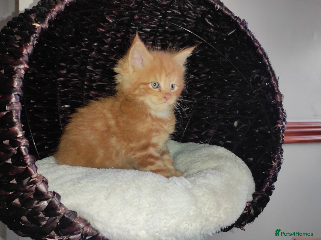 Maine Coon cats for sale: Maine Coon kittens  in Rushden - Image 17