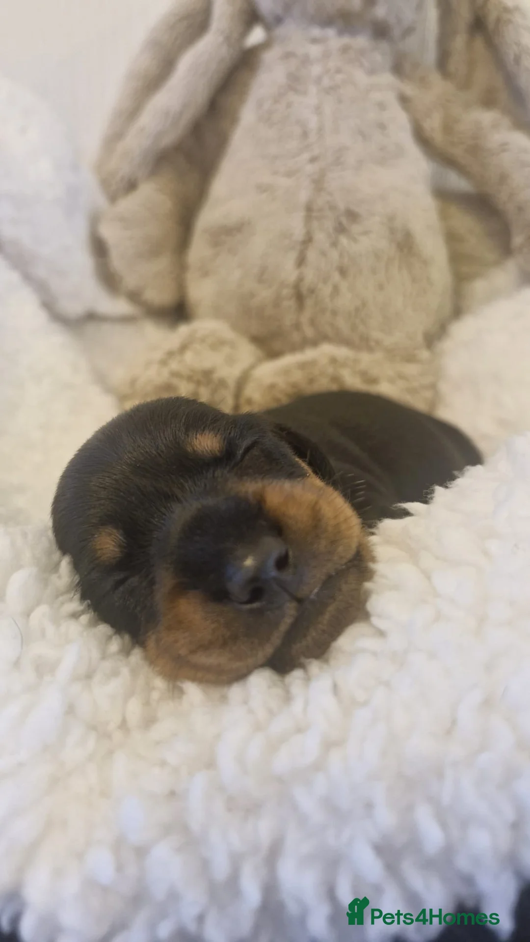 Miniature Dachshund dogs for stud: ⭐️ TRIGGER⭐️ smooth hair Isabella & Tan STUD in Mexborough - Advert 40