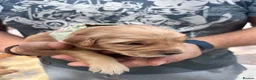 Golden Retriever dogs for sale: Loving, family raised golden retriever puppies  - Advert 12