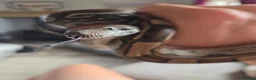 Boa Snake reptiles for sale: Boa constrictor viv included  in Wigton - Advert 1