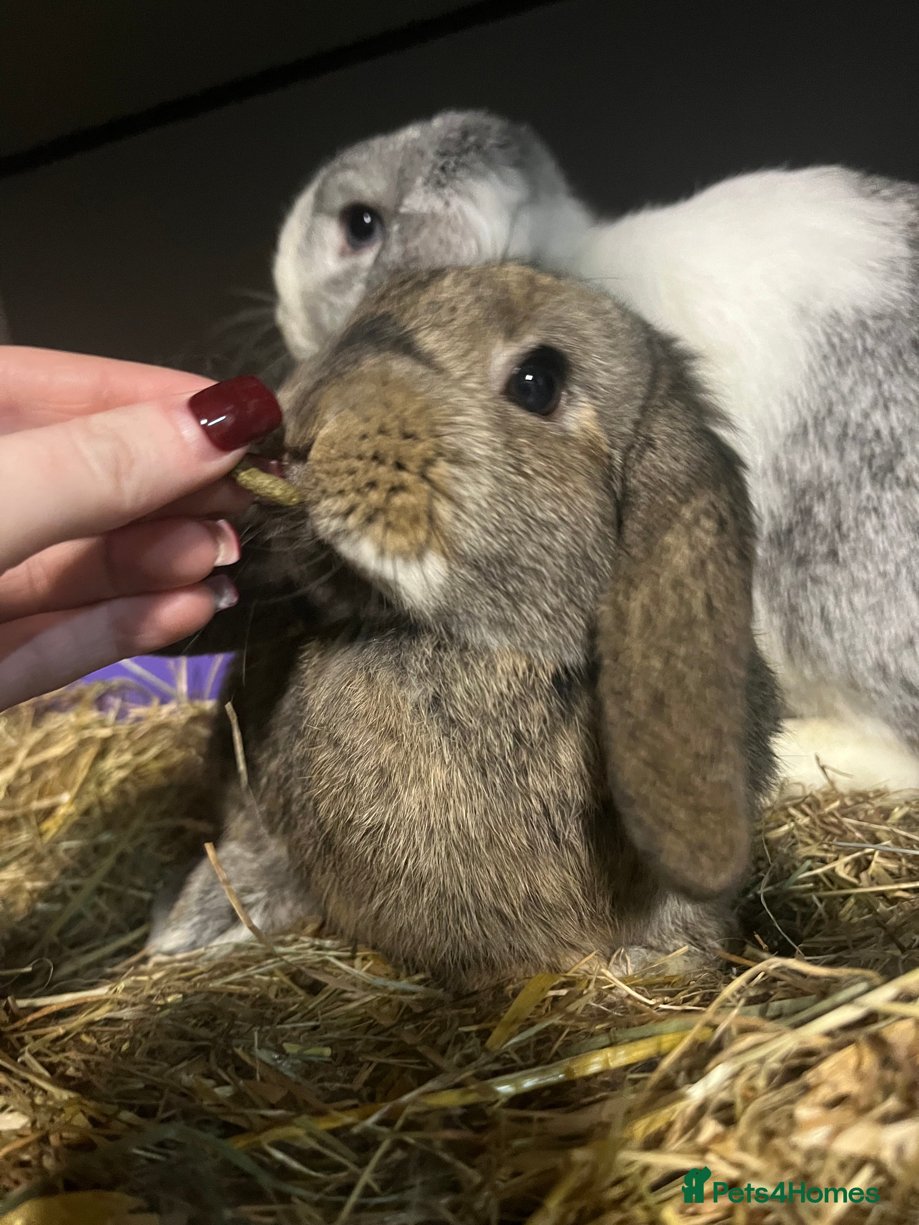 Mini Lop rabbits 3 Mini Lop Bunnies Ready Now  - Advert 13