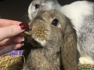 Mini Lop rabbits 3 Mini Lop Bunnies Ready Now - Advert 13