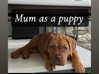 Dogue De Bordeaux dogs Puppies due in the new year- Dogue de Bordeaux - Advert 1