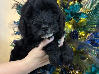 Cockapoo dogs F2 cockapoo’s (last girl) - Advert 4