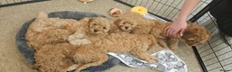 Cavapoo dogs for sale: Beautiful Cavapoo Puppies DUE NOV 7TH - Advert 8