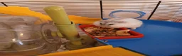 Hamster rodents for sale: Dwarf winter white hamsters - Advert 4