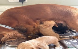 Cocker Spaniel dogs for sale: Cocker spaniel puppies for sale  - Image 22