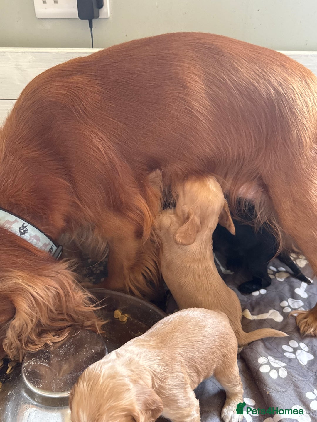 Cocker Spaniel dogs for sale: Cocker spaniel puppies for sale  - Image 22