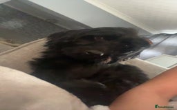 Cockapoo dogs for sale: ✨2 Cockapoo x Show Cocker Spaniel Puppies✨  - Image 9