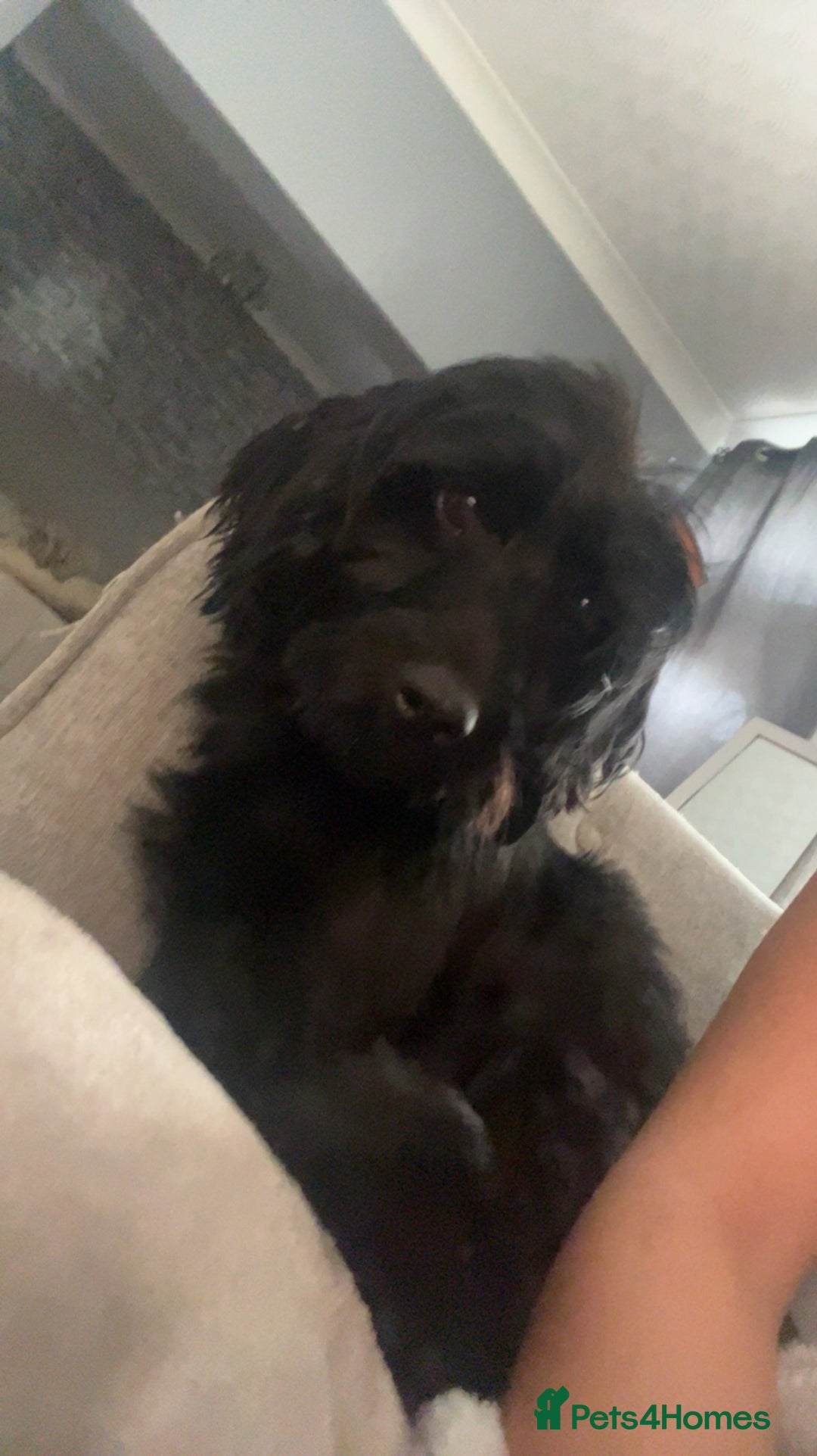 Cockapoo dogs for sale: ✨2 Cockapoo x Show Cocker Spaniel Puppies✨  - Image 9