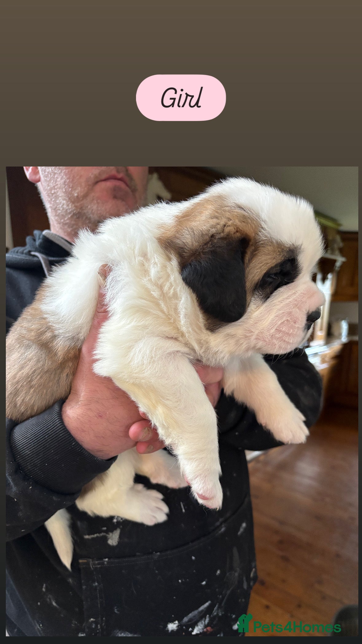 Saint Bernard dogs Chunky family raised champ blood Saint Bernard 🐶  - Advert 1