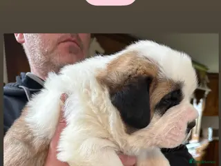 Saint Bernard dogs Chunky family raised champ blood Saint Bernard 🐶 - Advert 1