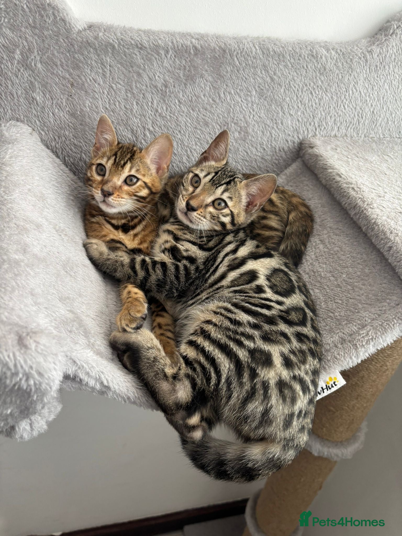 Bengal cats Exceptional Bengal Kittens - Advert 1