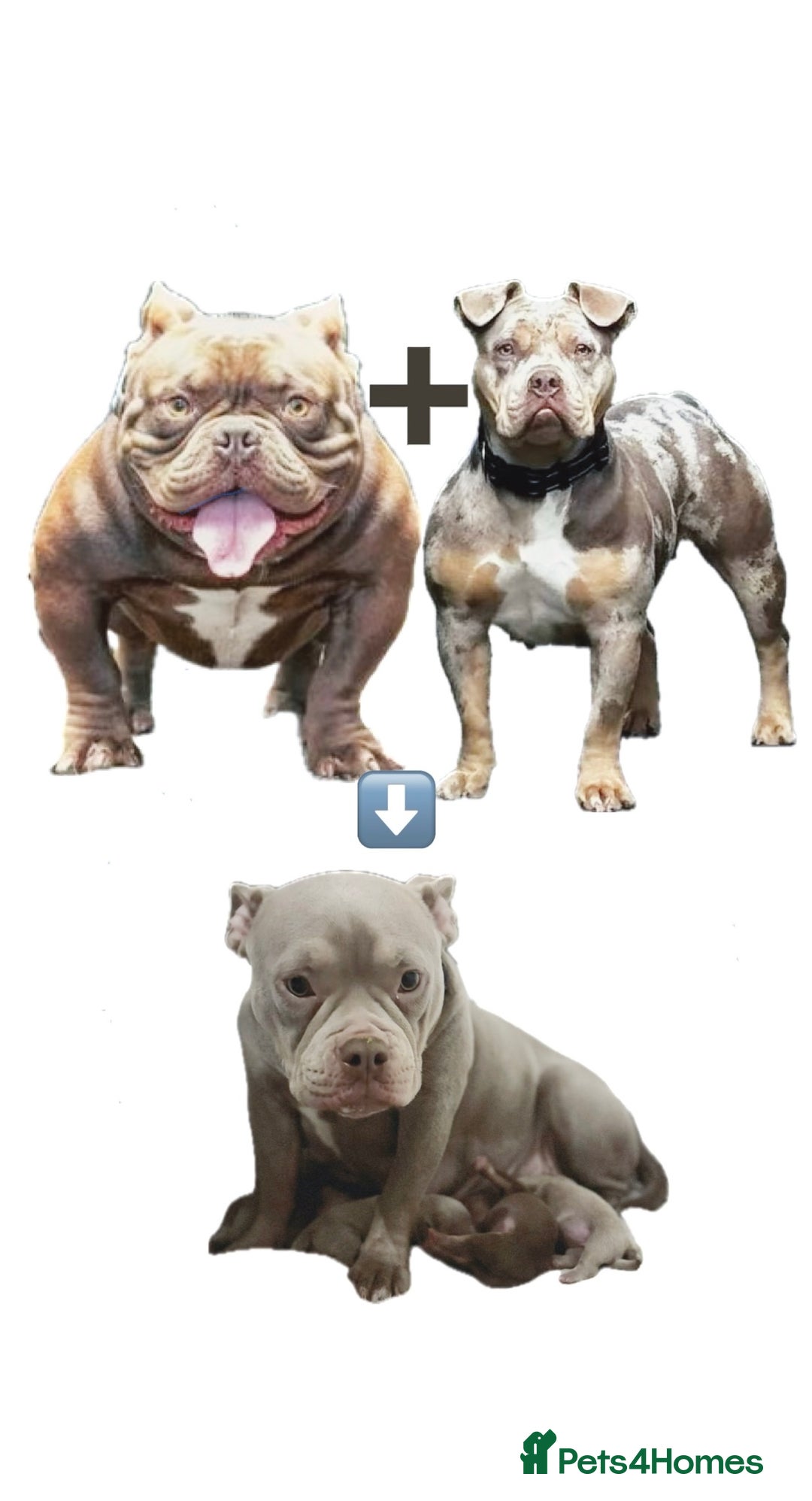 American Bully dogs for sale: Lilac’s Miniature microbully’ puppy’s - Advert 10