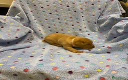 Labrador Retriever dogs for sale: Stunning Litter from working parents KC reg - Image 17