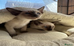 Siamese cats for sale: Siamese kittens - girls  - Image 25